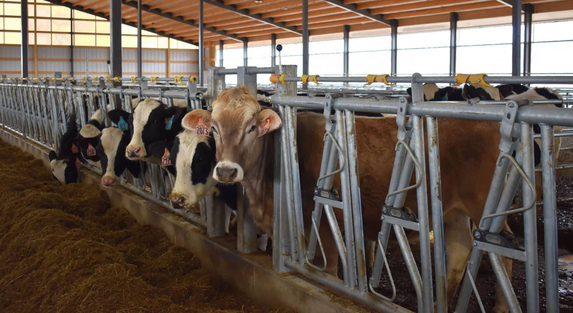 Michels Farms in Lomira, Wisconsin inside new cow barn view.